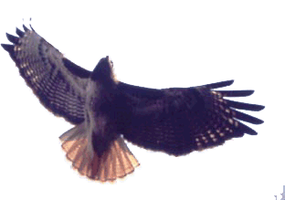 image of a hawk