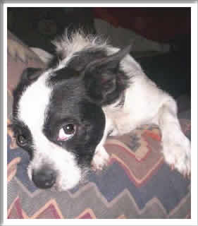 Heavenly Acres Dog Puppy And Mill Rescue I M A Boston Terrier And Mix If You Ever Thought There Was Such Thing As Wire Haired Dat Be Me