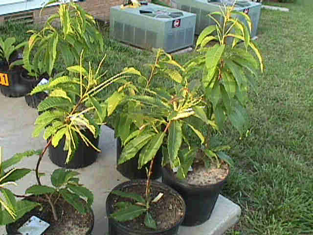 One Year Old American Chestnut Nutgrafts