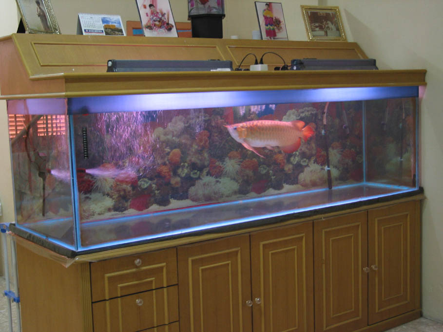 Red Chilli Arowana