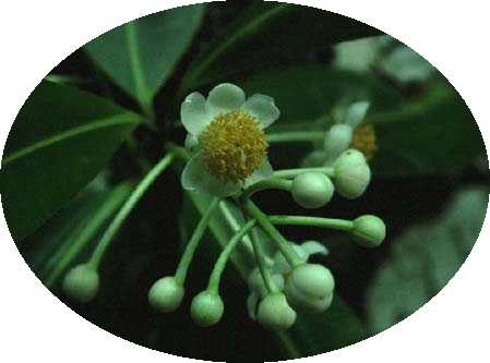 consumer reports garcinia
