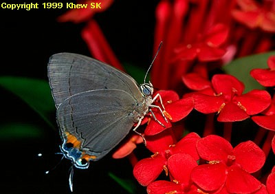 Tajuria mantra mantra