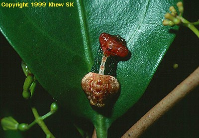 Tajuria mantra mantra (Caterpillar)