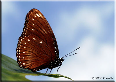 The Malayan Eggfly
