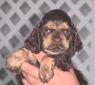 Chocolate and Tan Cocker Puppy