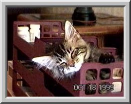 harley in letter tray