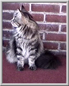 harley on back porch