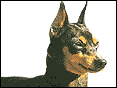 迷你品犬 Miniature Pinscher