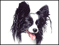 蝴蝶犬 Papillon
