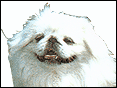 北京狗 Pekingese