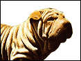狗皮狗 Shar Pei