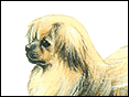 西藏獵犬 Tibetan Spaniel