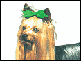 約克夏堤(約瑟爹利) Yorkshire Terrier