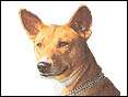 巴生吉犬 Basenji