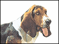 巴薩特獵犬(巴薩亨) Basset Hound