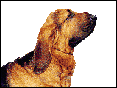 尋血獵犬 Bloodhound