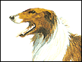 蘇俄牧羊犬 Borzoi