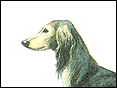 東非獵犬 Saluki