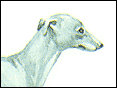 惠比特跑犬 Whippet