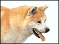 秋田犬 Akita Dog