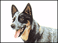 澳洲畜牧犬 Australian Cattle Dog