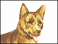 澳洲水怪狗 Australian Kelpie