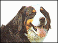 伯恩山犬 Bernese Mountain Dog