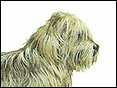 伯瑞犬(法國牧羊犬) Briard