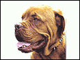 波爾多犬 Dogue De Bordeaux
