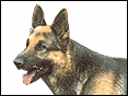 德國牧羊犬(西德狼狗) German Shepherd