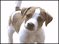 積奇羅素更 Jack Russell
