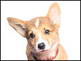 威爾斯柯基犬(潘布魯克犬) Pombroke Welsh Corgi