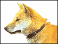柴犬 Shiba Dog