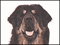 西藏獒犬 Tibetan Mastiff