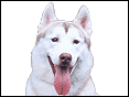 西伯利亞雪橇犬 Siberian Husky