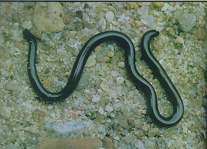 Common Blind Snake (non-venomous)