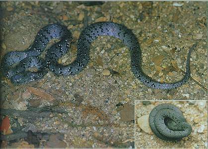 White-spotted Slug Snake