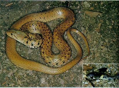 Checkered Keelback