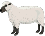 animated sheep pictures