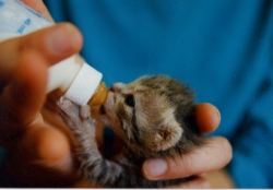 tiny kitten being bottle-fed