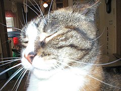 Lucey aka: loopy lou