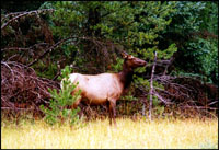 Elk