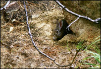Rabbit