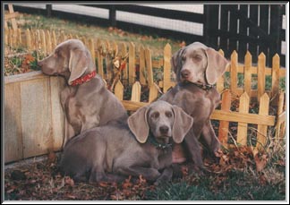 Three Weimaraner Puppies
