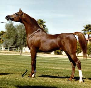 Shan koko komeudessa