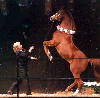 Osaa poika käyttäytyä tarvittaessa uhmakkaastikin.