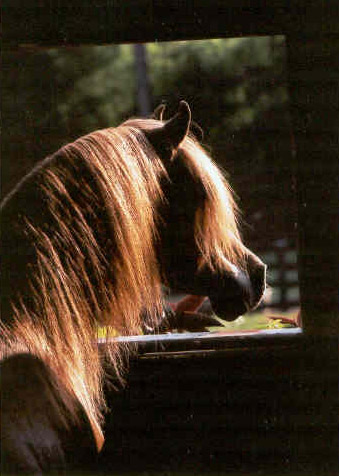 Fareed Shan Shah seuraamassa tapahtumia.