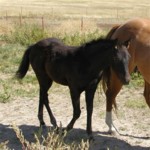 Zans Colonel Onyx-Out of Colonel Freckles Mare