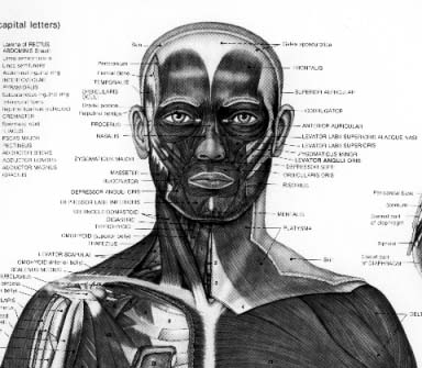 From the front you cansee that the neckmuscles articulate intothe