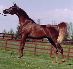 The horse in this picture
is originally called
Ombre Rose AH